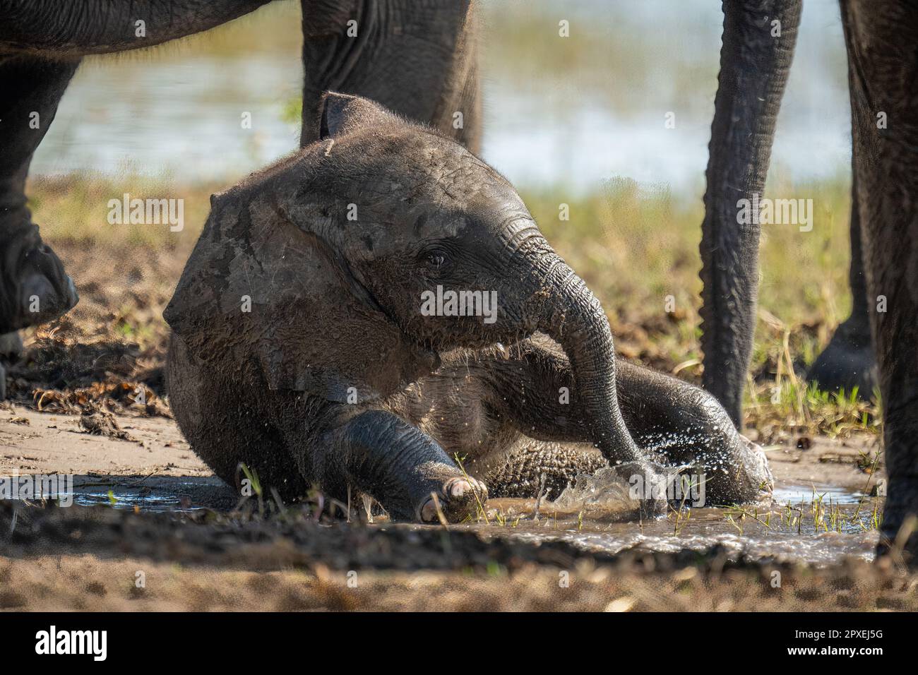 Baby African elephant lies splashing in mud Stock Photo