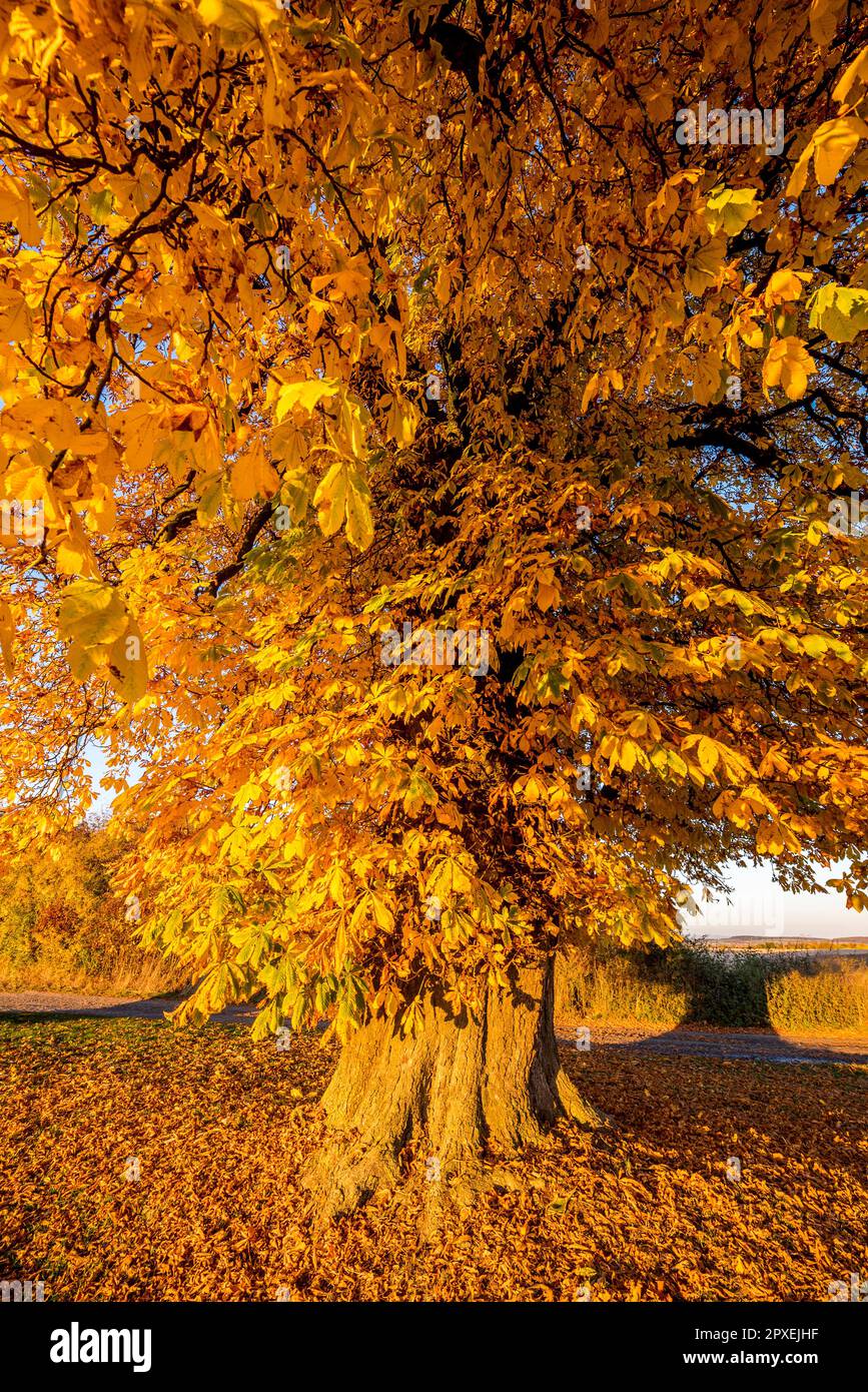 A chestnut tree with autumn colored leaves Stock Photo