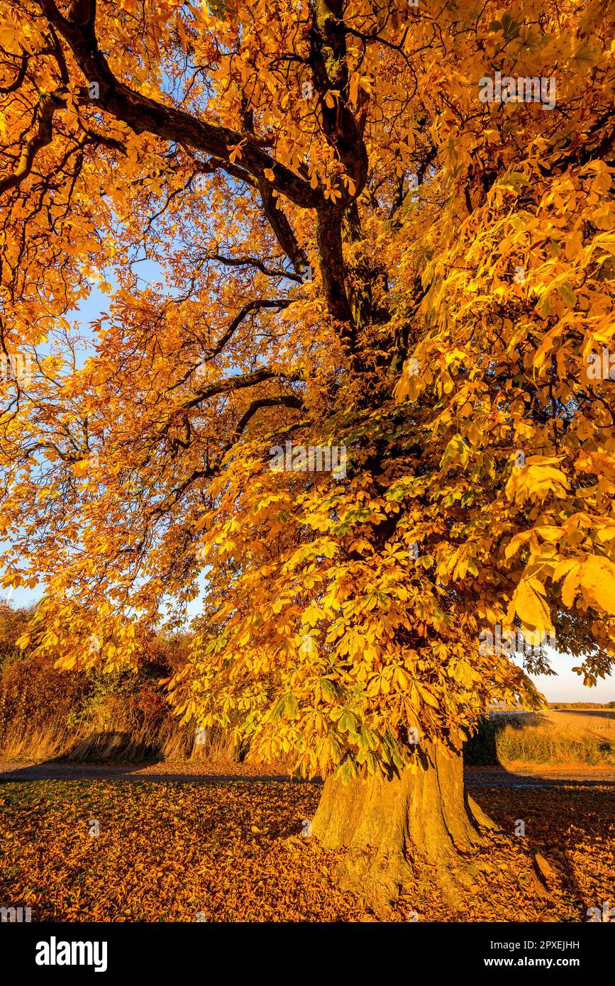 A chestnut tree with autumn colored leaves Stock Photo