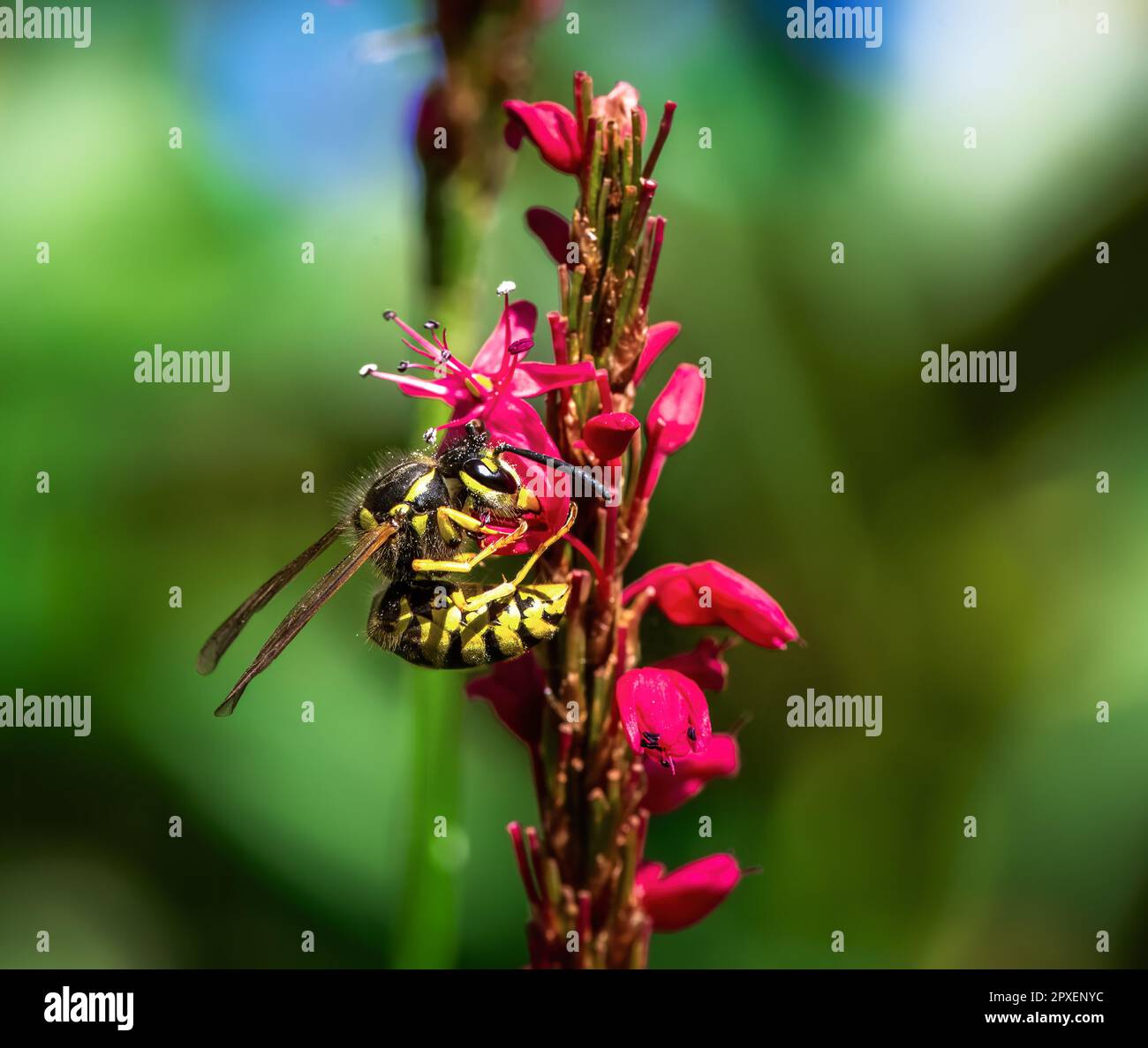 Macro of a wasp on the blossoms of a persicaria flower Stock Photo