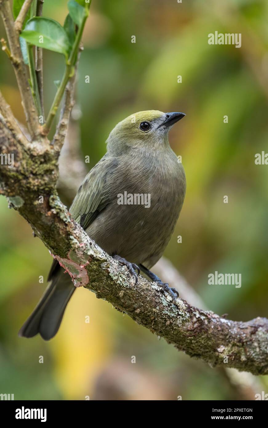 Palm Tanager - Thraupis palmarum, beautiful gray perching bird from Latin America woodlands, forests and gardens, El Valle de Anton, Panama. Stock Photo