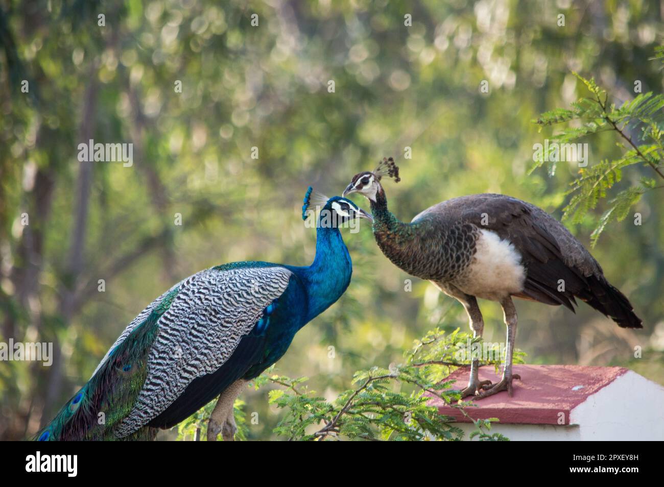 Peacock couple hi-res stock photography and images - Alamy