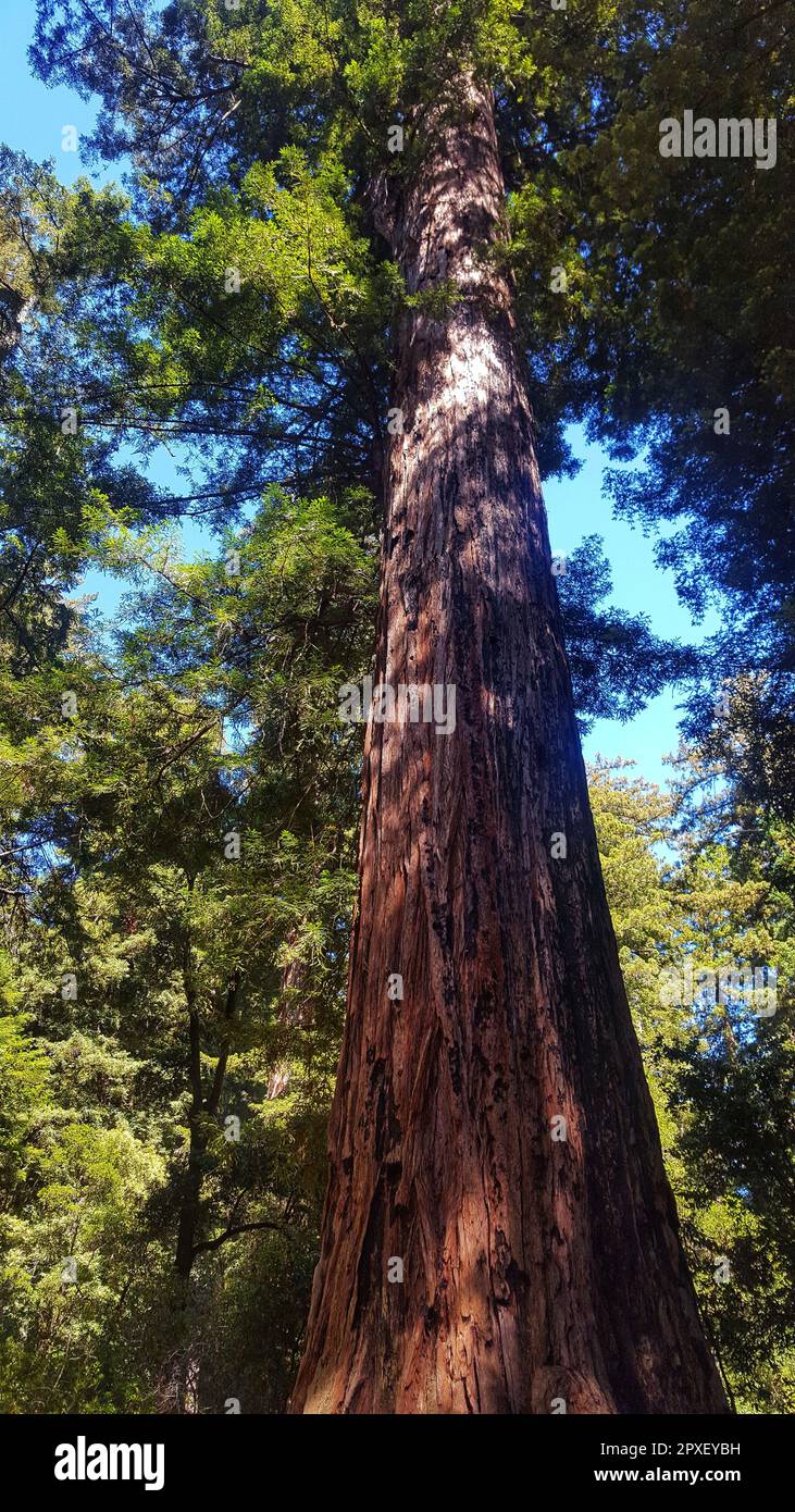 A majestic old growth redwood tree stands tall amongst a lush, green ...