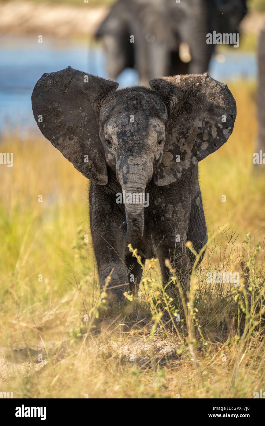 Baby African bush elephant stands facing camera Stock Photo - Alamy