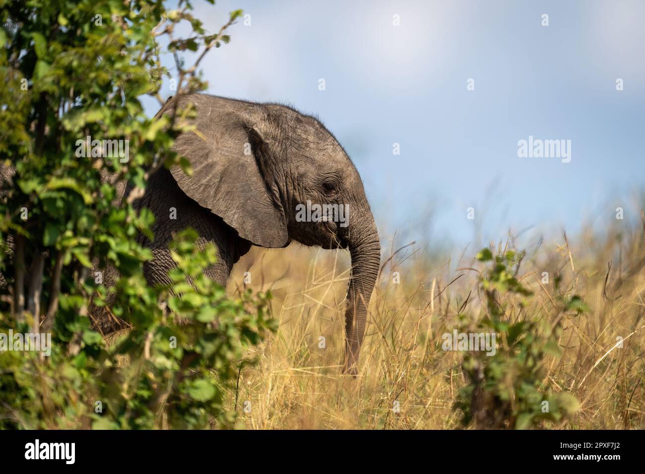 Baby African bush elephant stands behind bush Stock Photo - Alamy