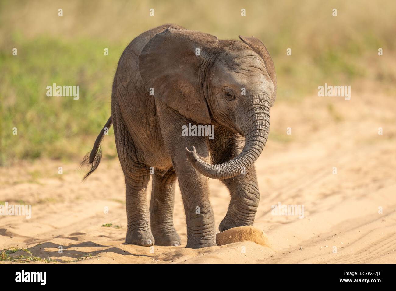 Baby African bush elephant walks across track Stock Photo - Alamy