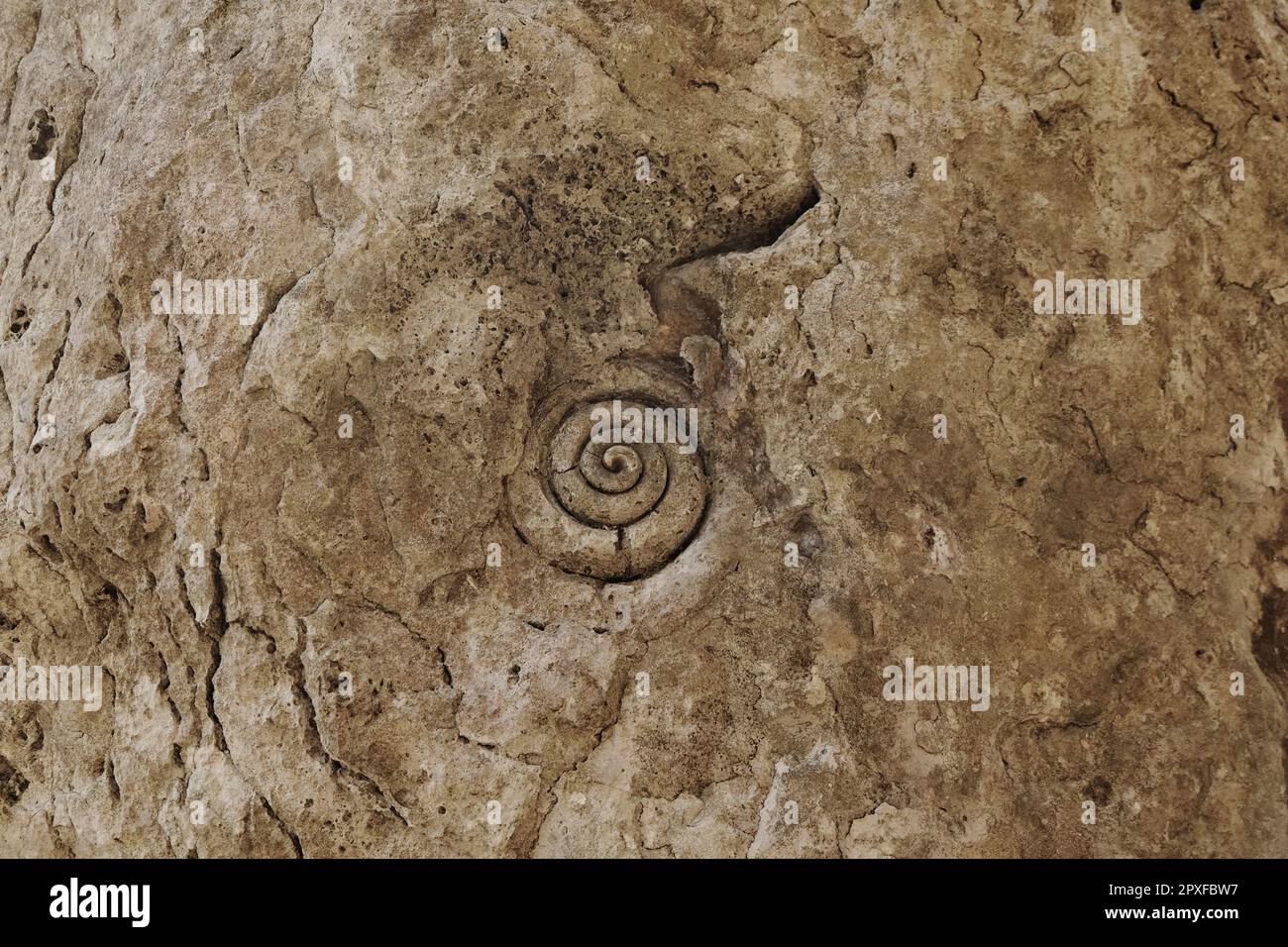 Fossils of marine animals on the stone walls of the mirror stone cave in Labuan Bajo, East Nusa Tenggara. Stock Photo