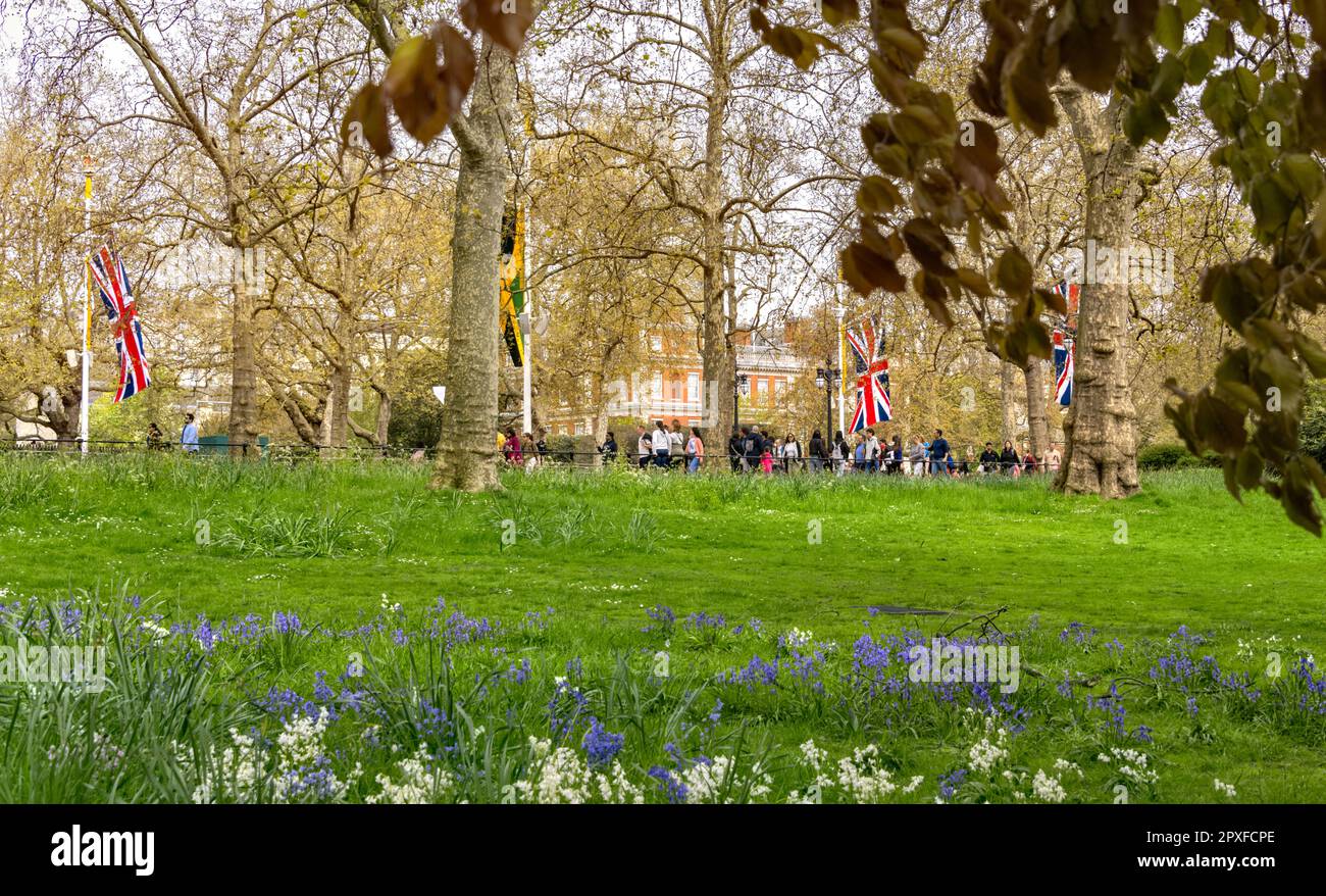 View of The Mall from St. James's Park, London with bluebells in the foreground  one week before the Coronation of King Charles III Stock Photo