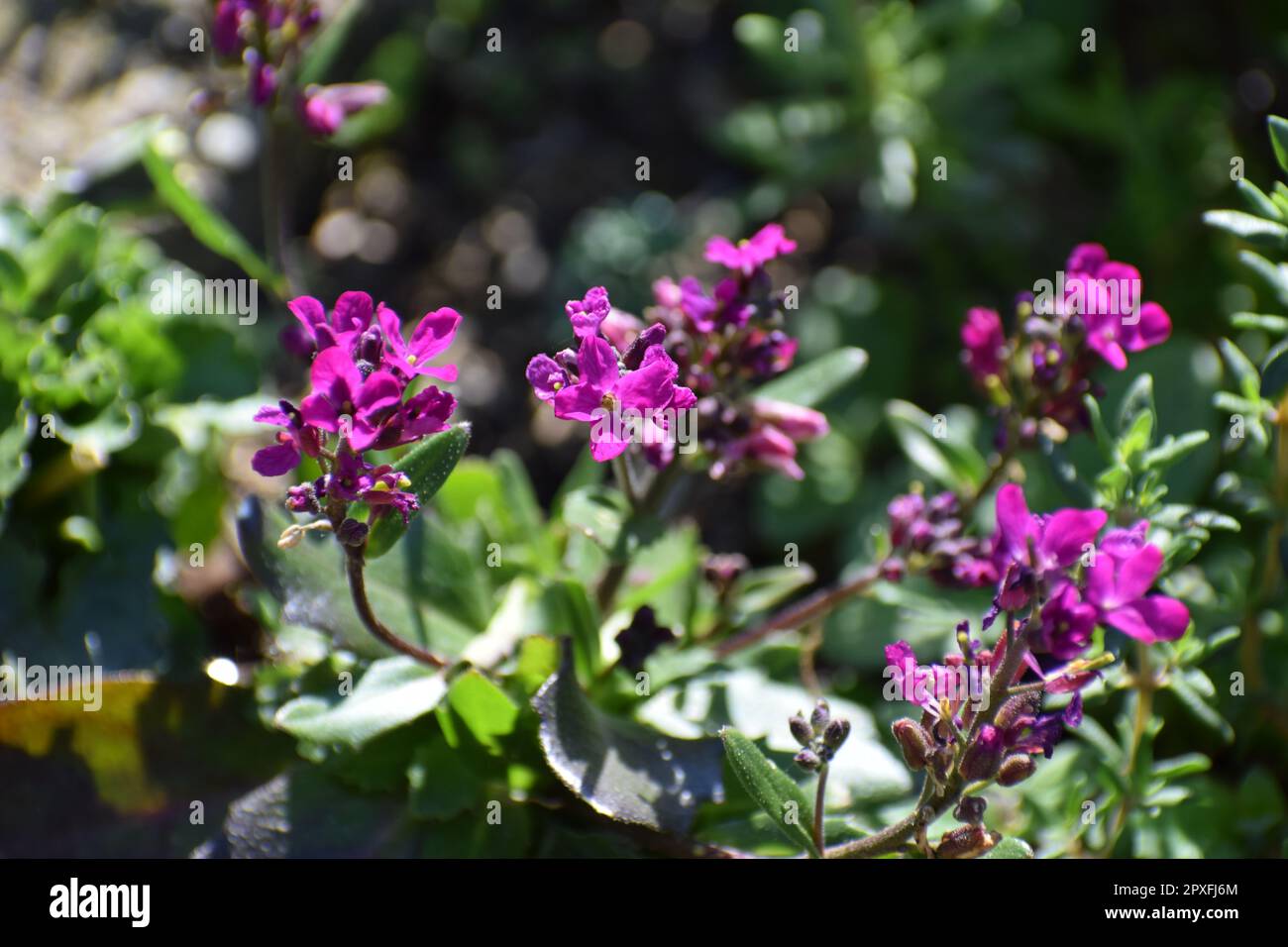 purple rock cress flowers Stock Photo