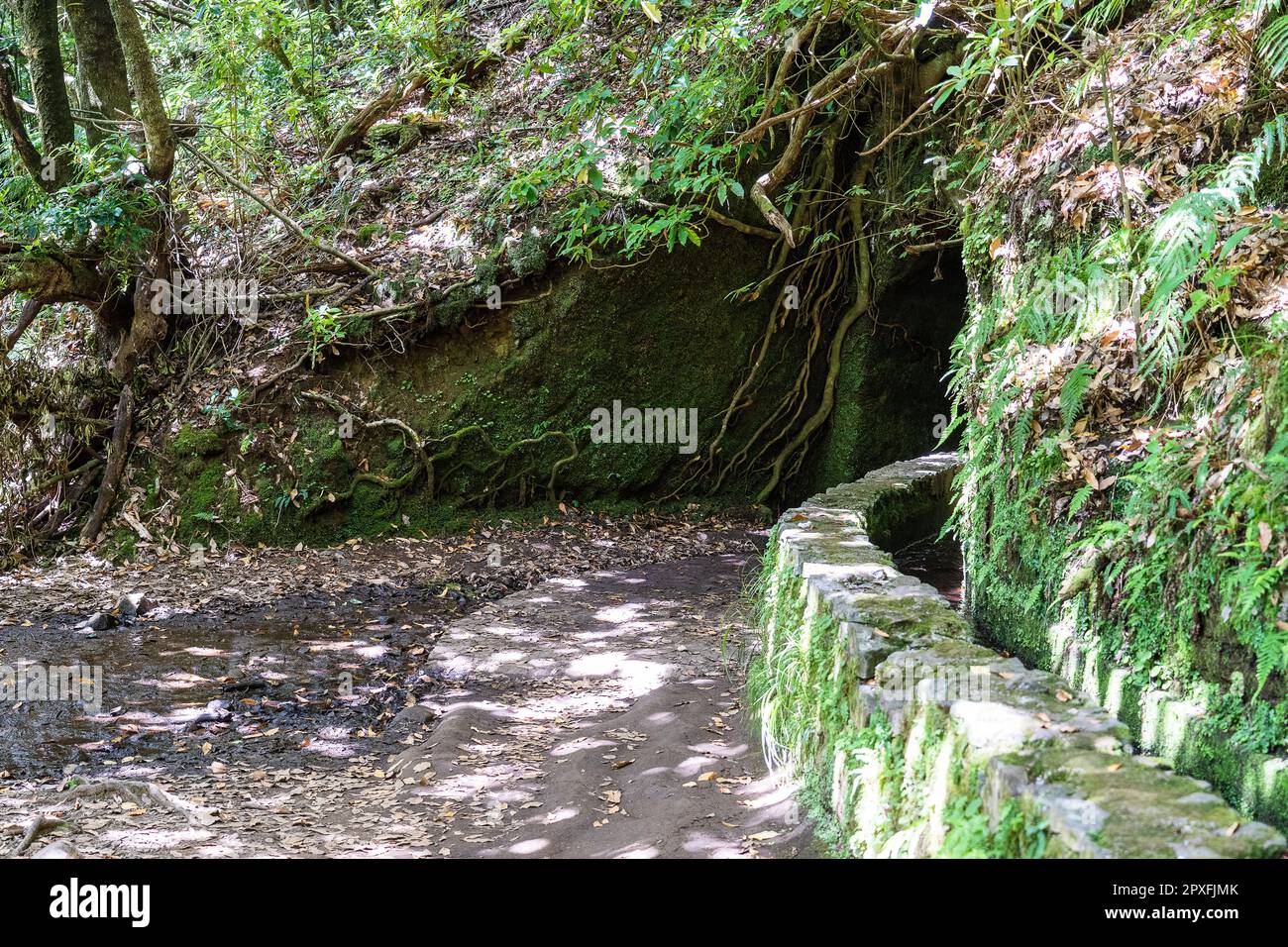 Hiking path in the forest in Levada do Caldeirao Verde Trail, Madeira ...