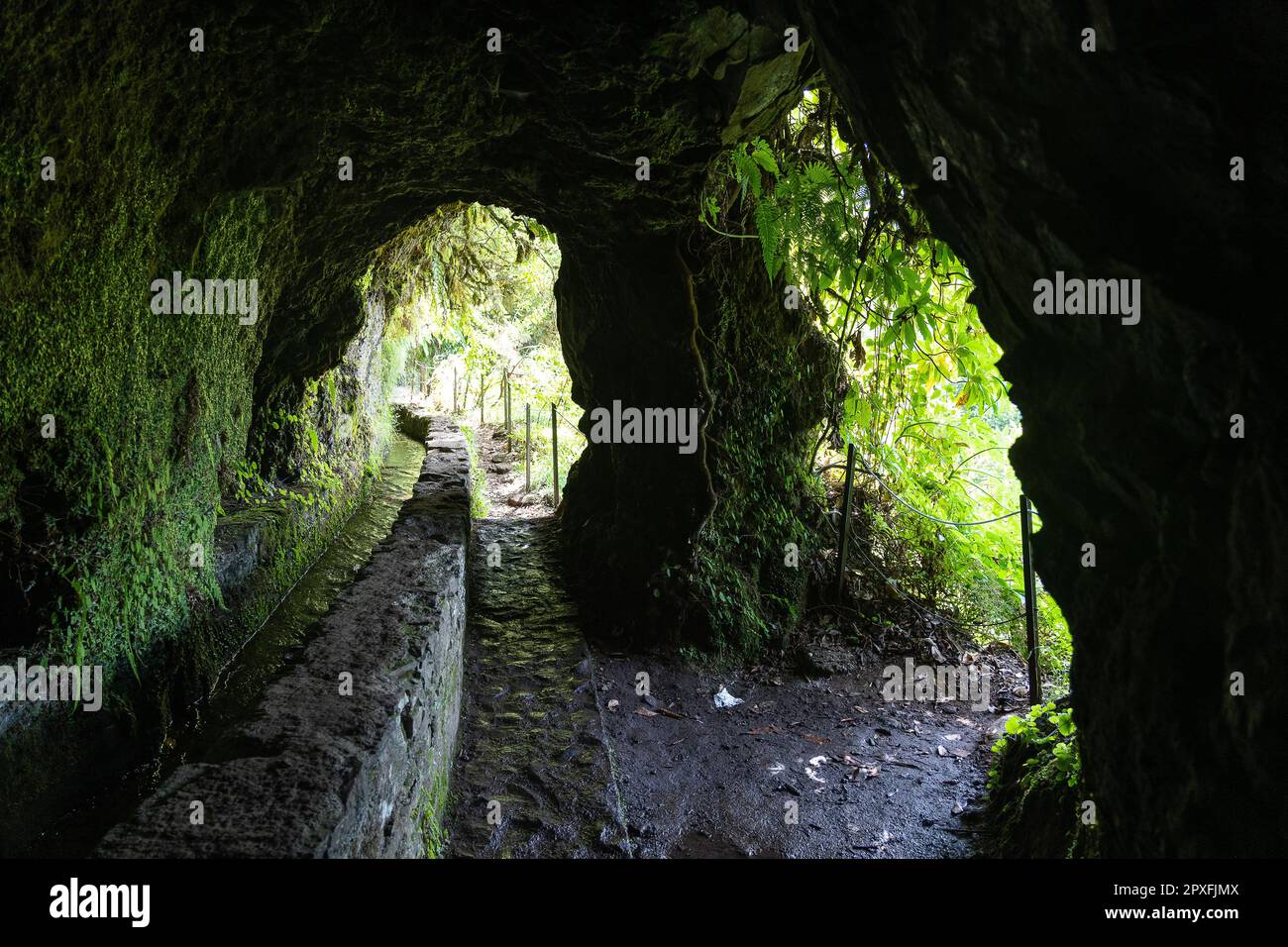 Hiking path in the forest in Levada do Caldeirao Verde Trail, Madeira ...
