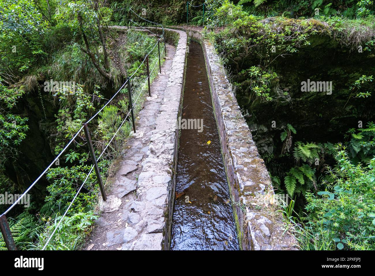 Hiking path in the forest in Levada do Caldeirao Verde Trail, Madeira ...