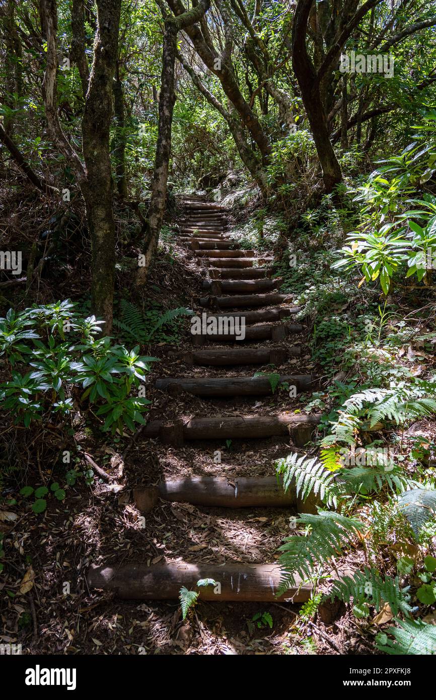 The stairs on hiking path in Madeira island Stock Photo - Alamy