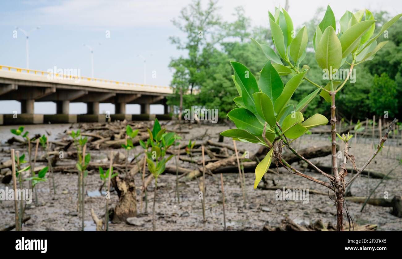 Green mangrove tree planting in mangrove forest. Mangrove ecosystem