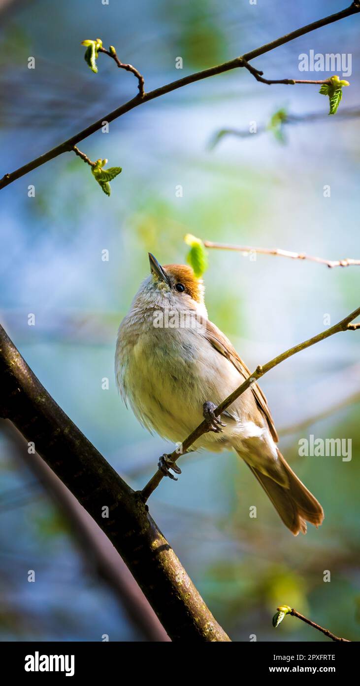 A beautiful Eurasian blackcap bird is perched on a leafy tree branch, its head cocked slightly to the side as it surveys its surroundings Stock Photo