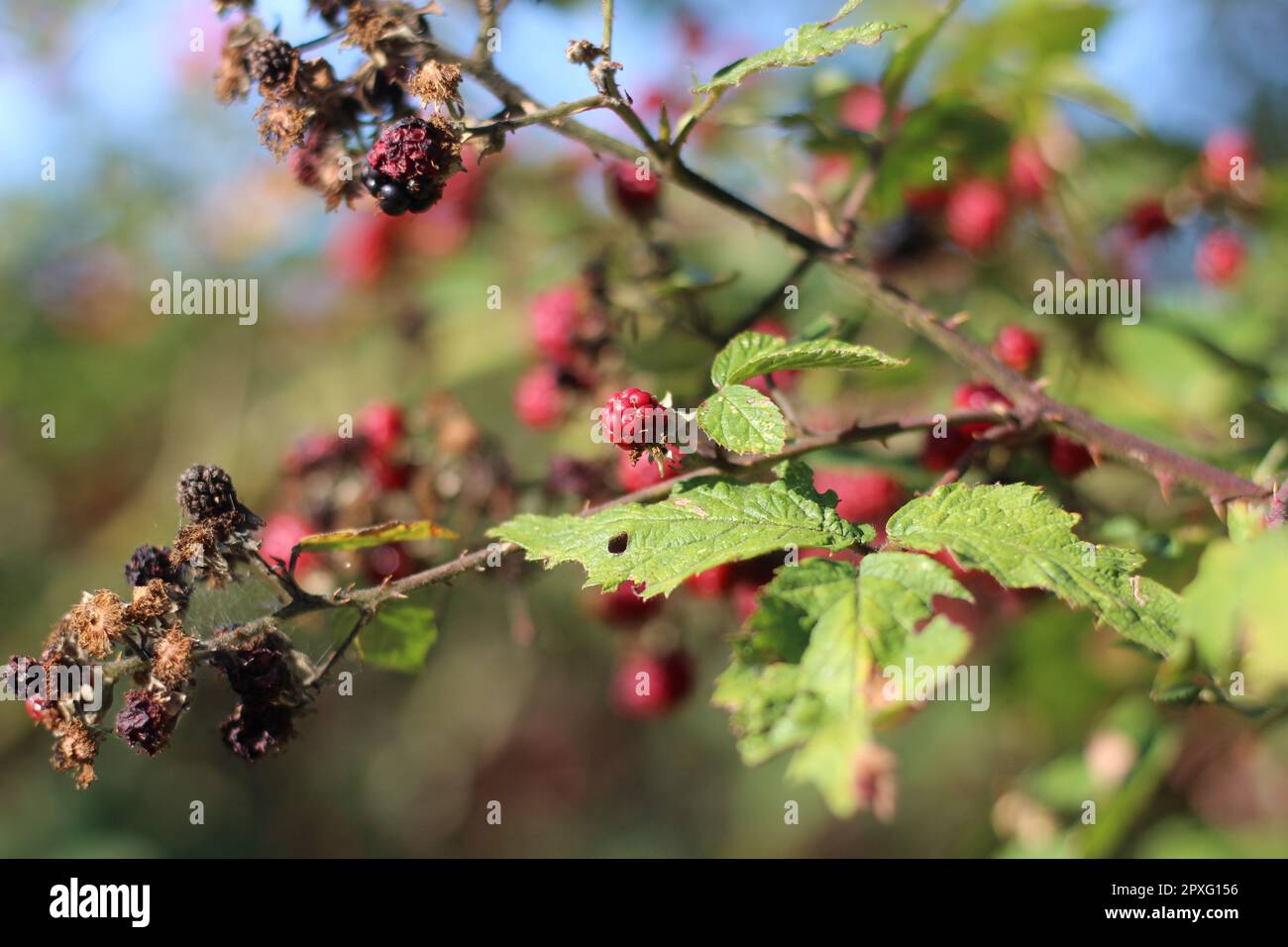 Branch of black raspberry or blackberry with unripe red and ripe black berries on a green bush background im Sauerland Stock Photo