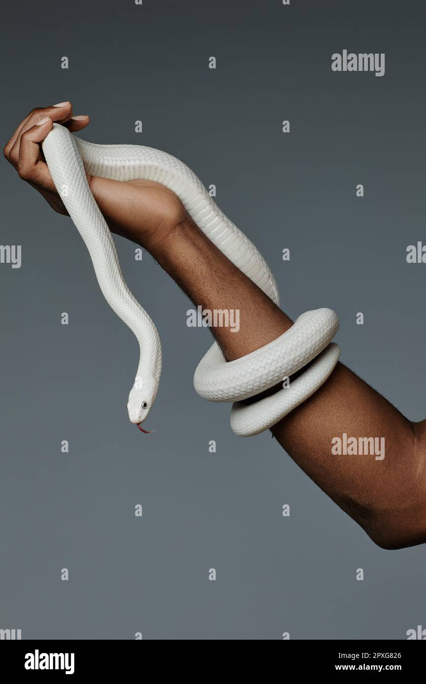 Part of arm of young African American man holding white snake enlacing ...