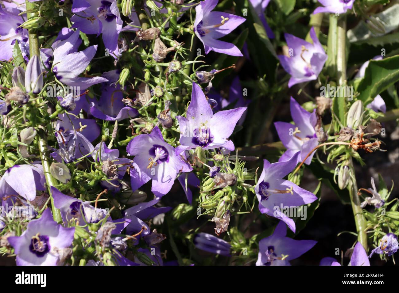 Verschiedenfarbige Glockenblume (Campanula versicolor) im Botanischen