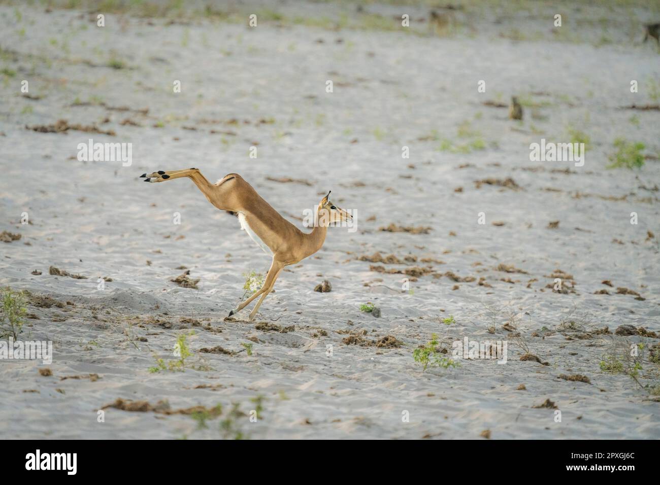 Impala buck, (Aepyceros melampus), jumping of joy high, backside is up, front is low, legs nearly touch ground. Caprivi strip, Namibia, Africa Stock Photo
