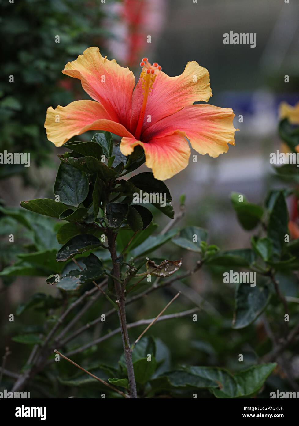A single flower in full bloom, with top petals missing, on a green