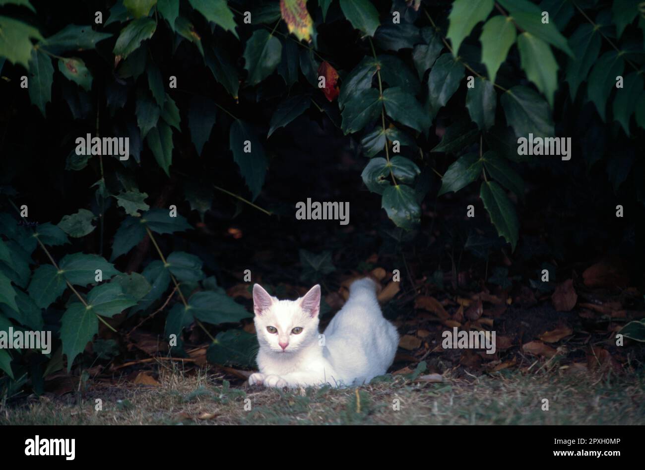 White Kitten laying under bush in the Shade in Garden Surrey England Stock Photo