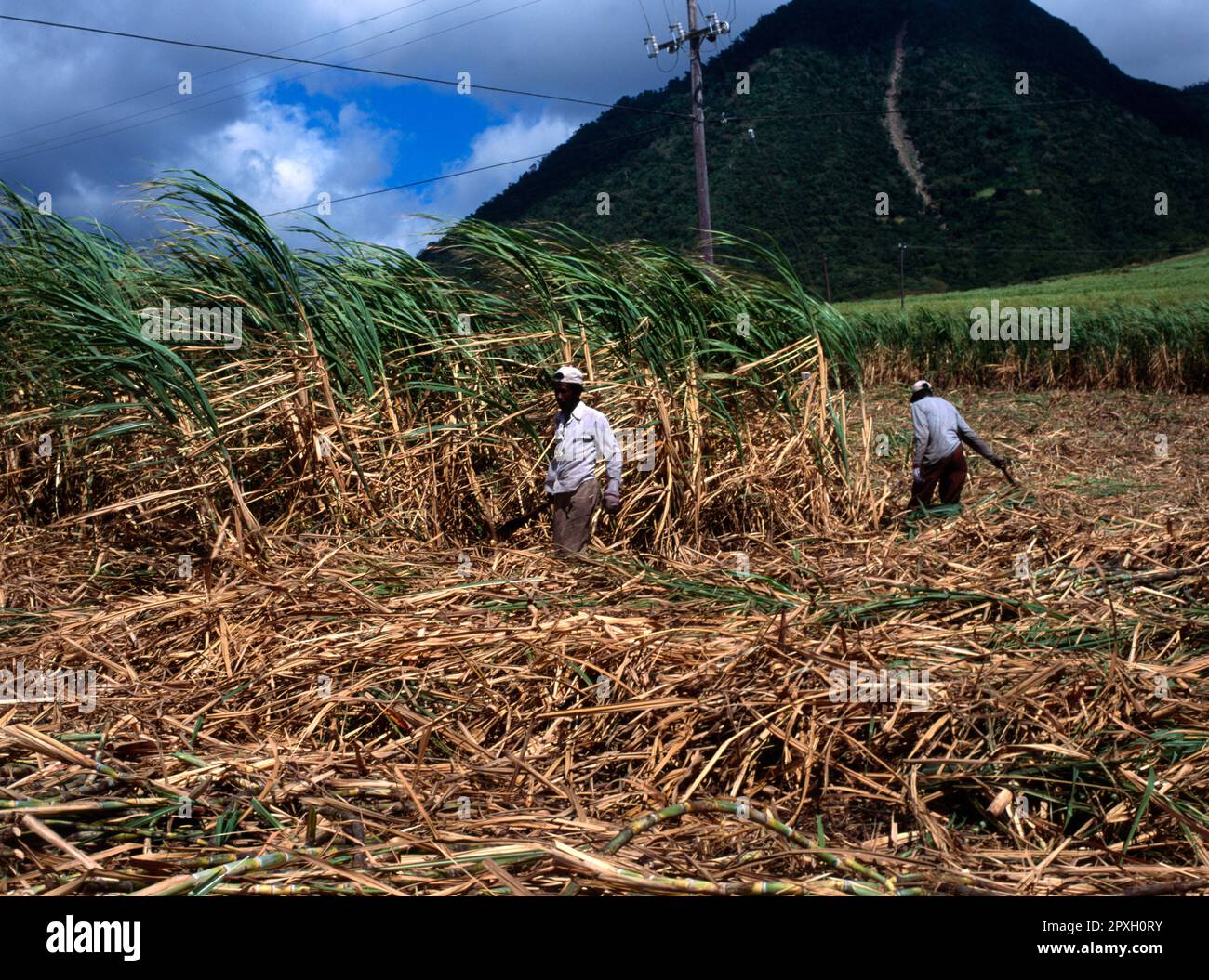St Kitts Men Sugar Cane cutting Stock Photo Alamy