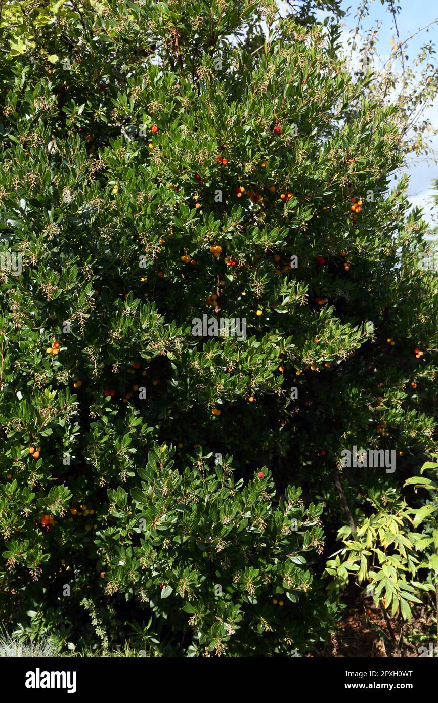 Strawberry tree  (Arbutus Unedo) Small Tree with the Arbutus Berry Resembling a Strawberry Fruit Stock Photo