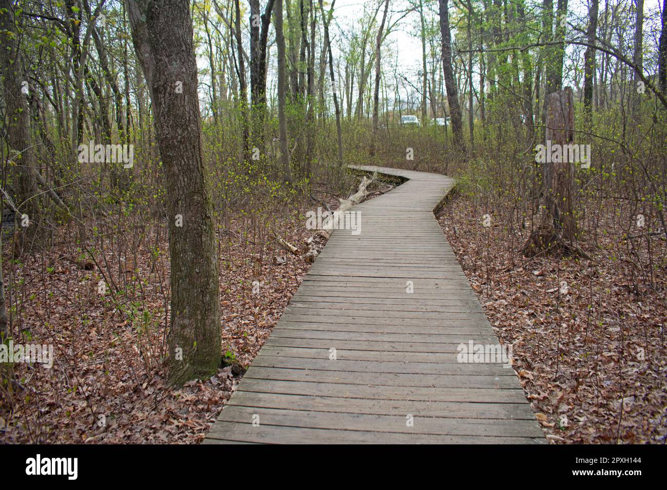 Wooden boardwalk path along the nature trail at Big Brook Park in Marlboro, New Jersey, USA. 01