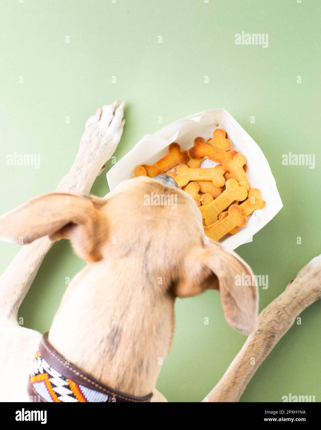 An adorable dog stares with anticipation at a tray of dog treats lying