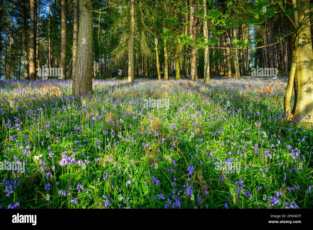 English countryside flowers hi-res stock photography and images - Alamy