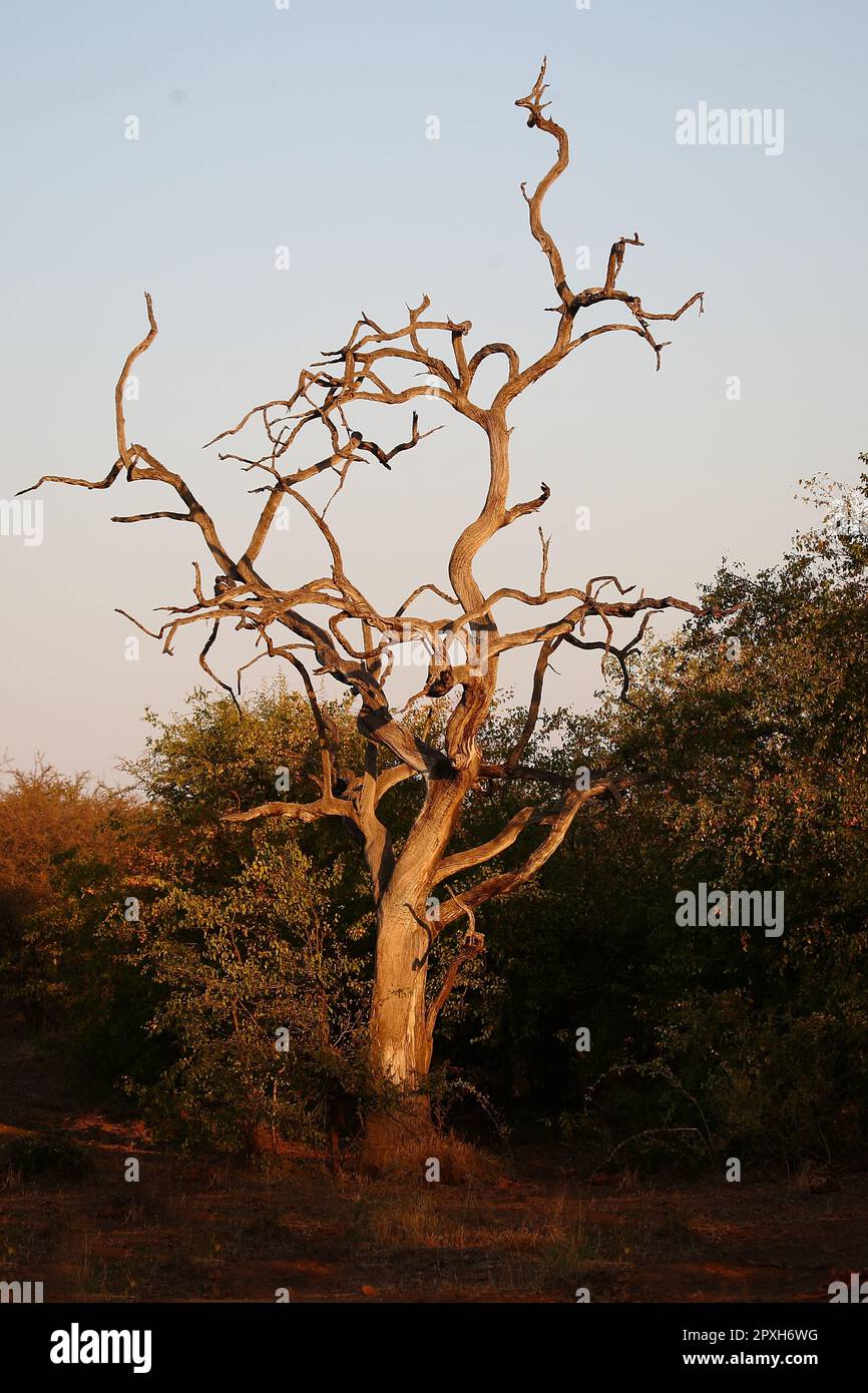 Afrikanischer Busch - Krügerpark / African Bush - Kruger Park / Stock Photo