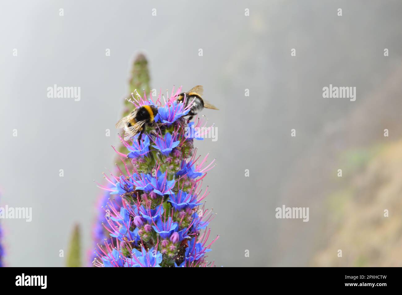 Bees in my garden hi-res stock photography and images - Alamy