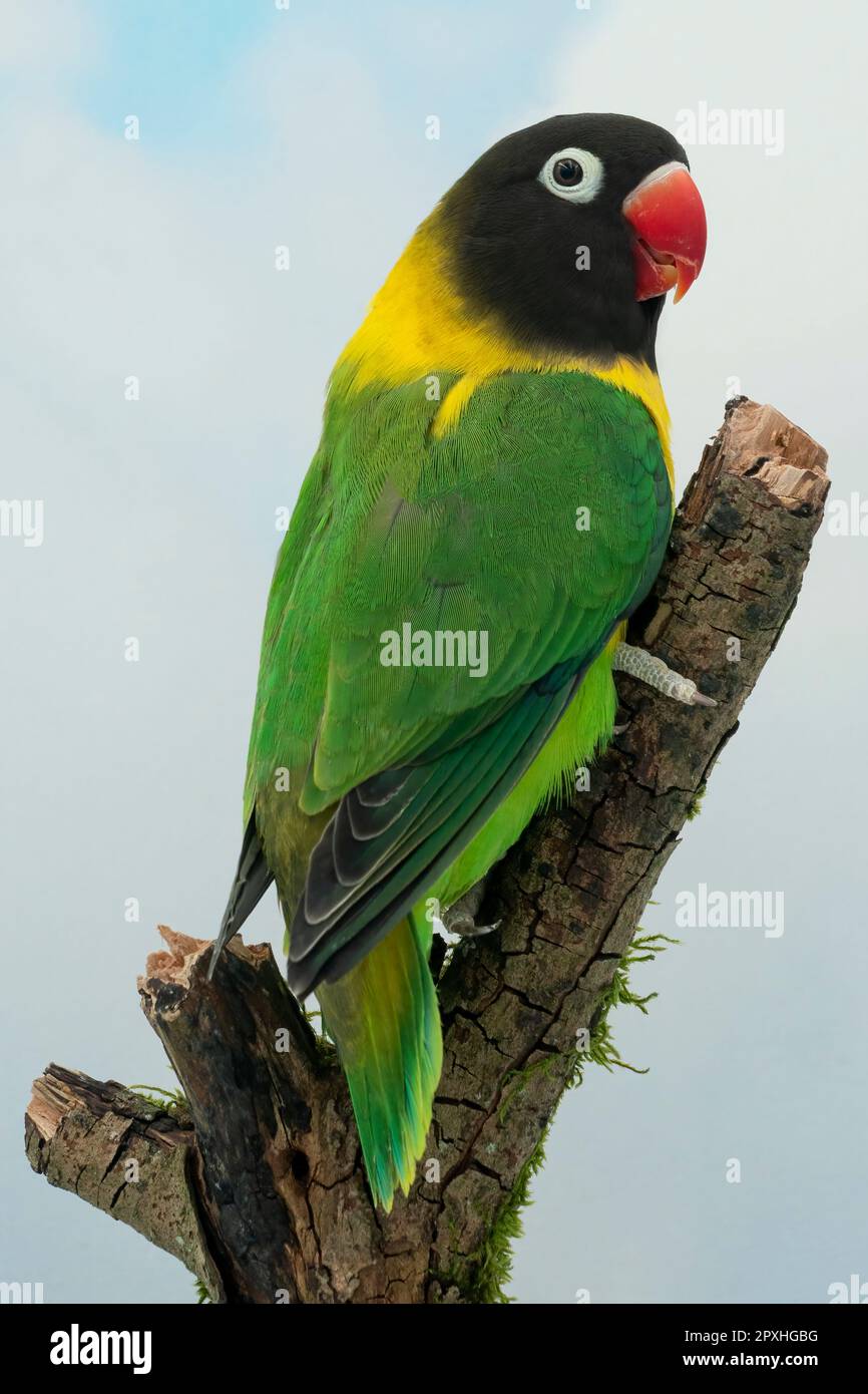 yellow-collared lovebird Stock Photo