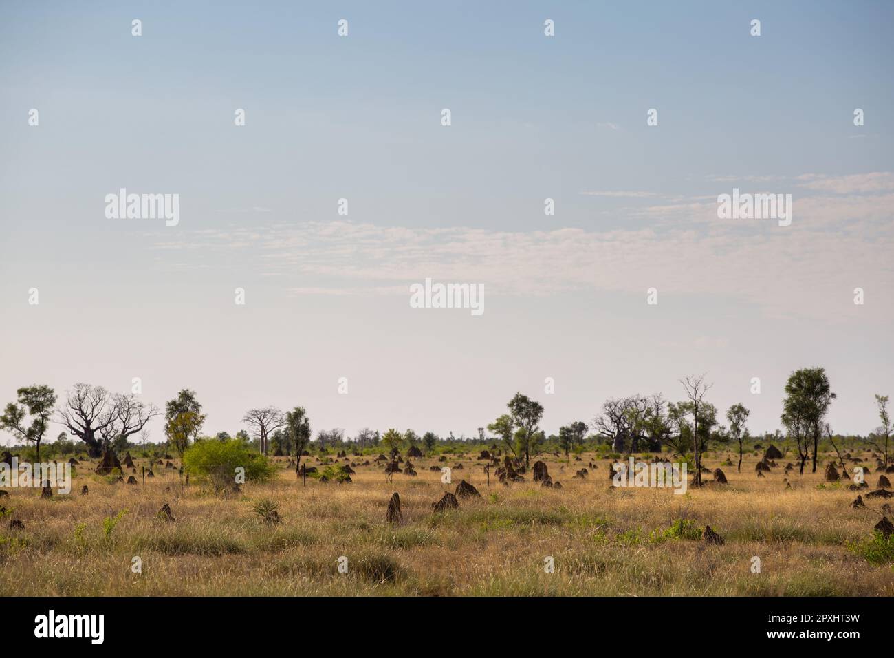 Baobab Tree, Kimberley, Western Australia Stock Photo