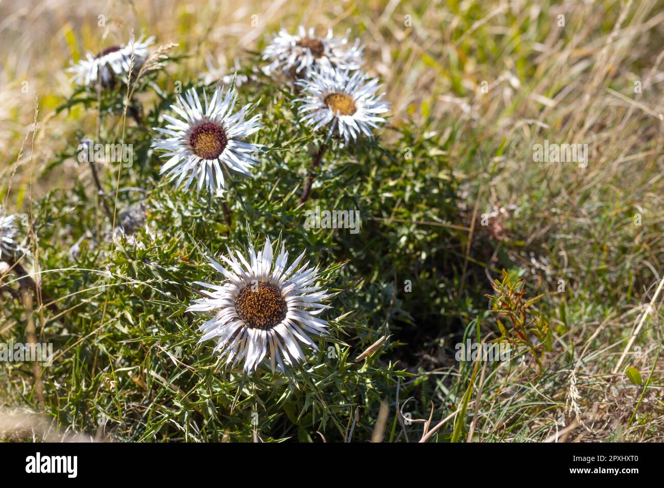 Carlina acaulis, carline thistle, silver thistle, european endemic flower plant, Asteraceae family, Appennino, Parma Italy. High quality photo Stock Photo