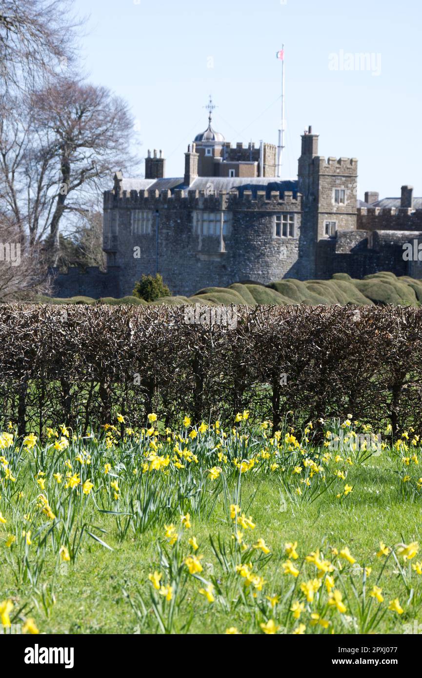 Naturalised daffodils and two hedges in the garden of Walmer castle, former home of the Duke of Wellington, Deal, Kent UK in April Stock Photo