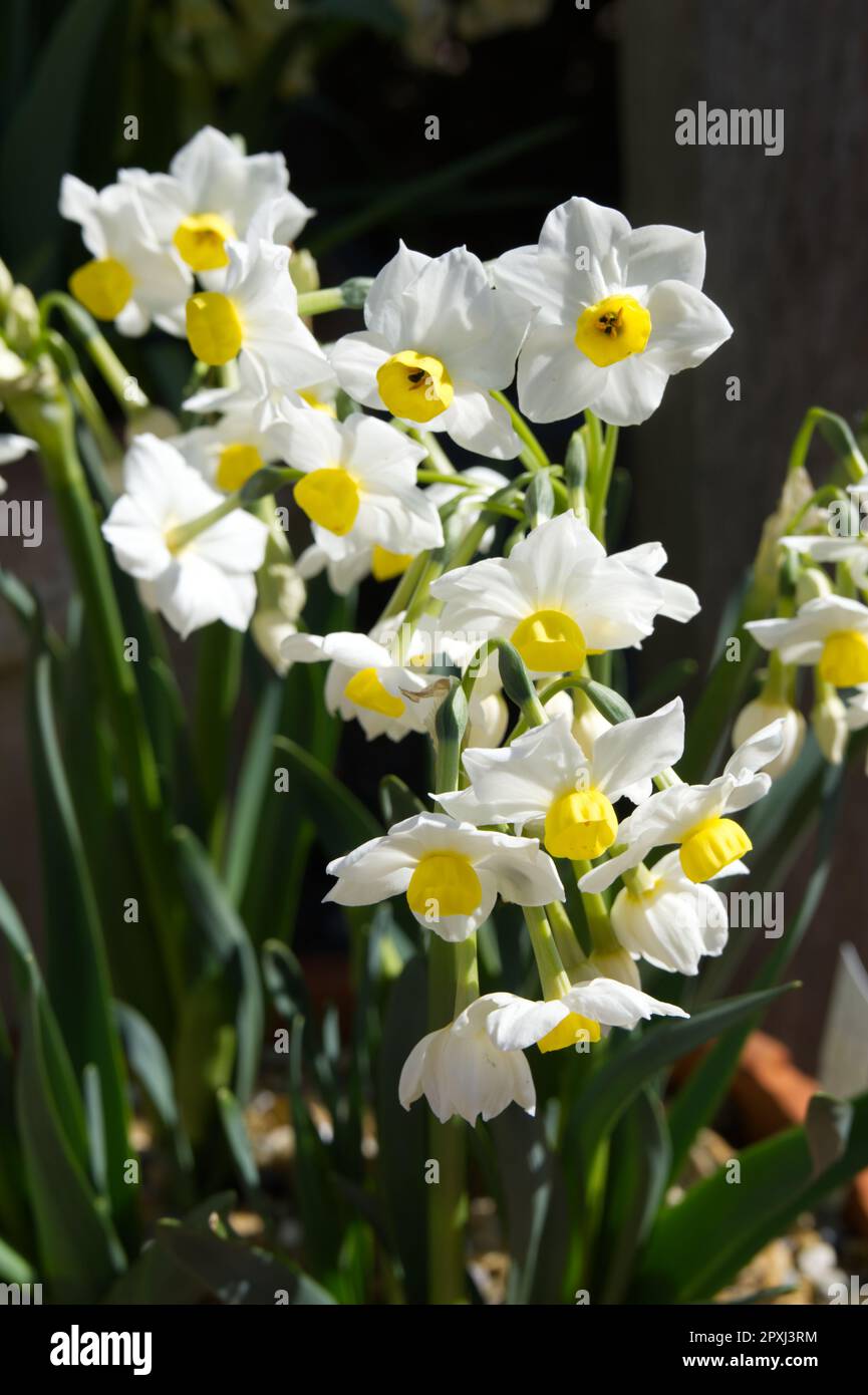 White and pale yellow spring flowers of Tazetta Daffodil Narcissus 'Grande Monarque' in UK garden, April Stock Photo