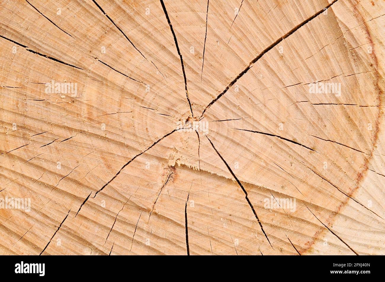 Layers of a tree hi res stock photography and images alamy
