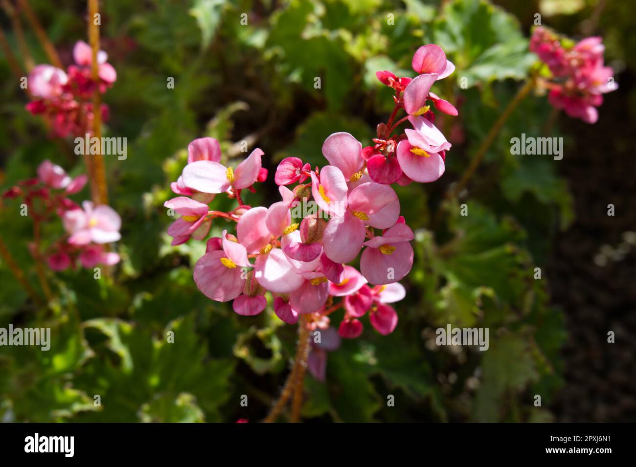 Pink spring flowers of Begonia 'Sea Urchin' in UK glasshouse April Stock Photo