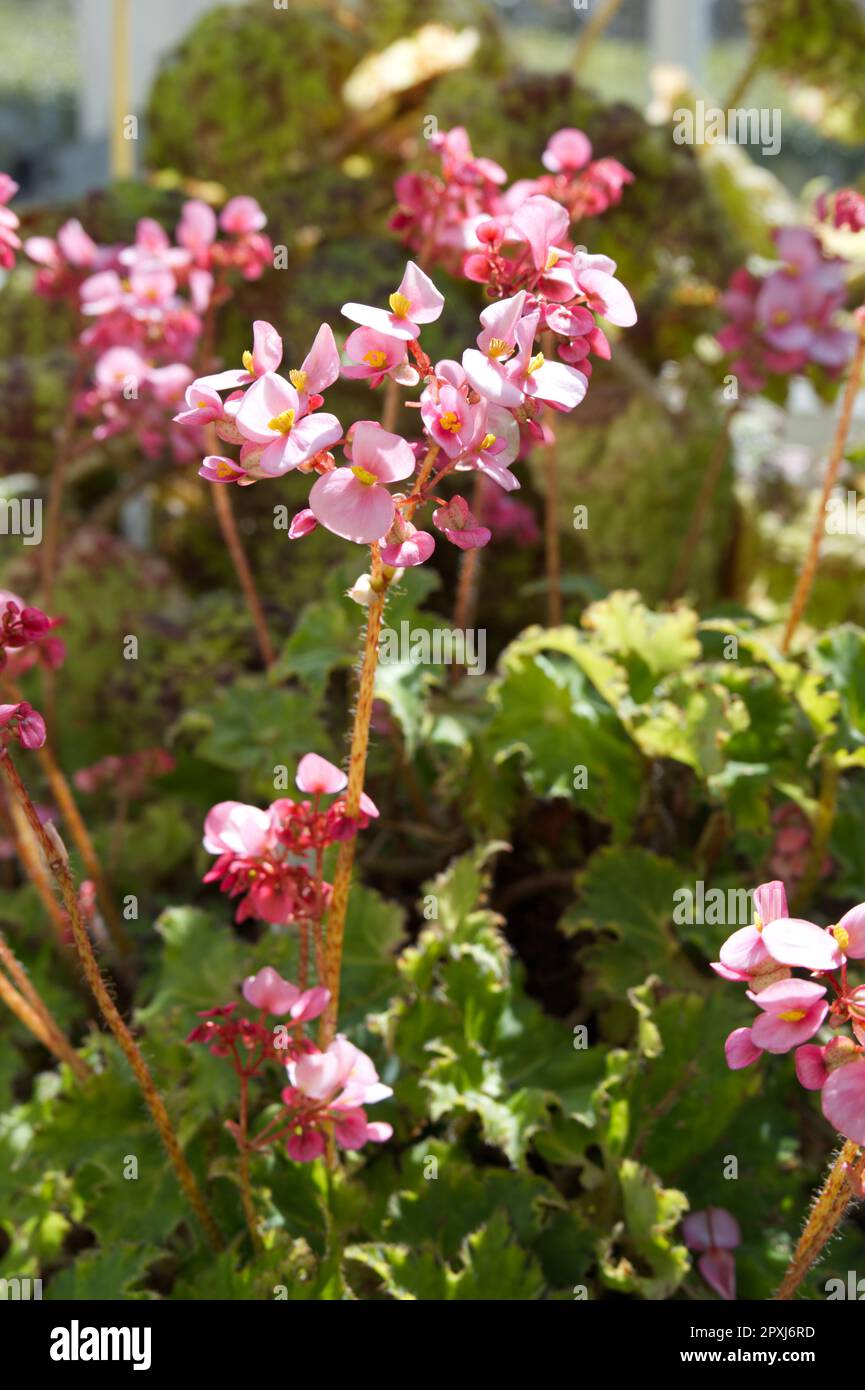 Pink spring flowers of Begonia 'Sea Urchin' in UK glasshouse April Stock Photo