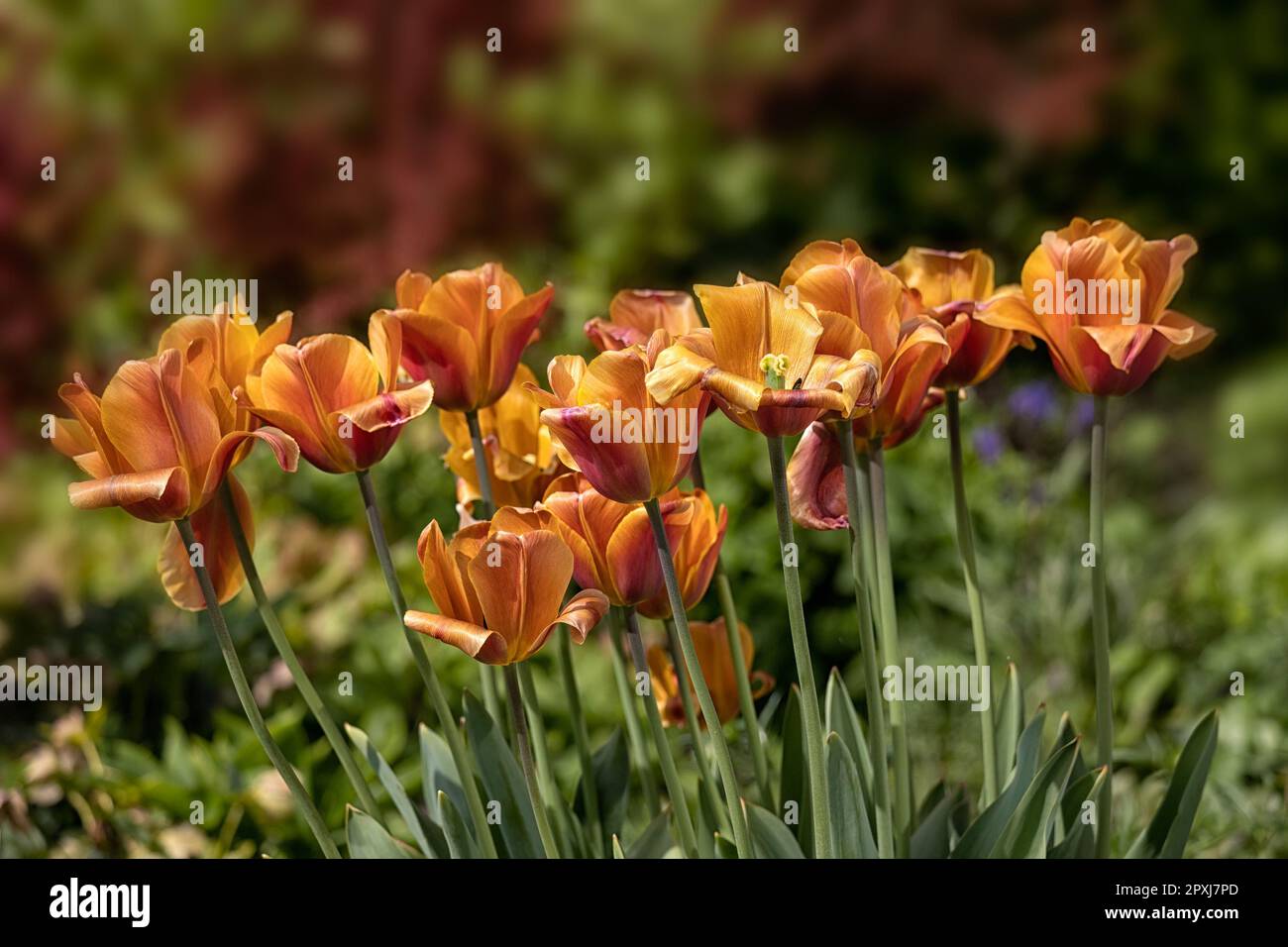 bedding, blown, bright, bronze, flora, flower, garden, late, orange, spring, tulip, tulipa 'brown sugar', yellow Stock Photo