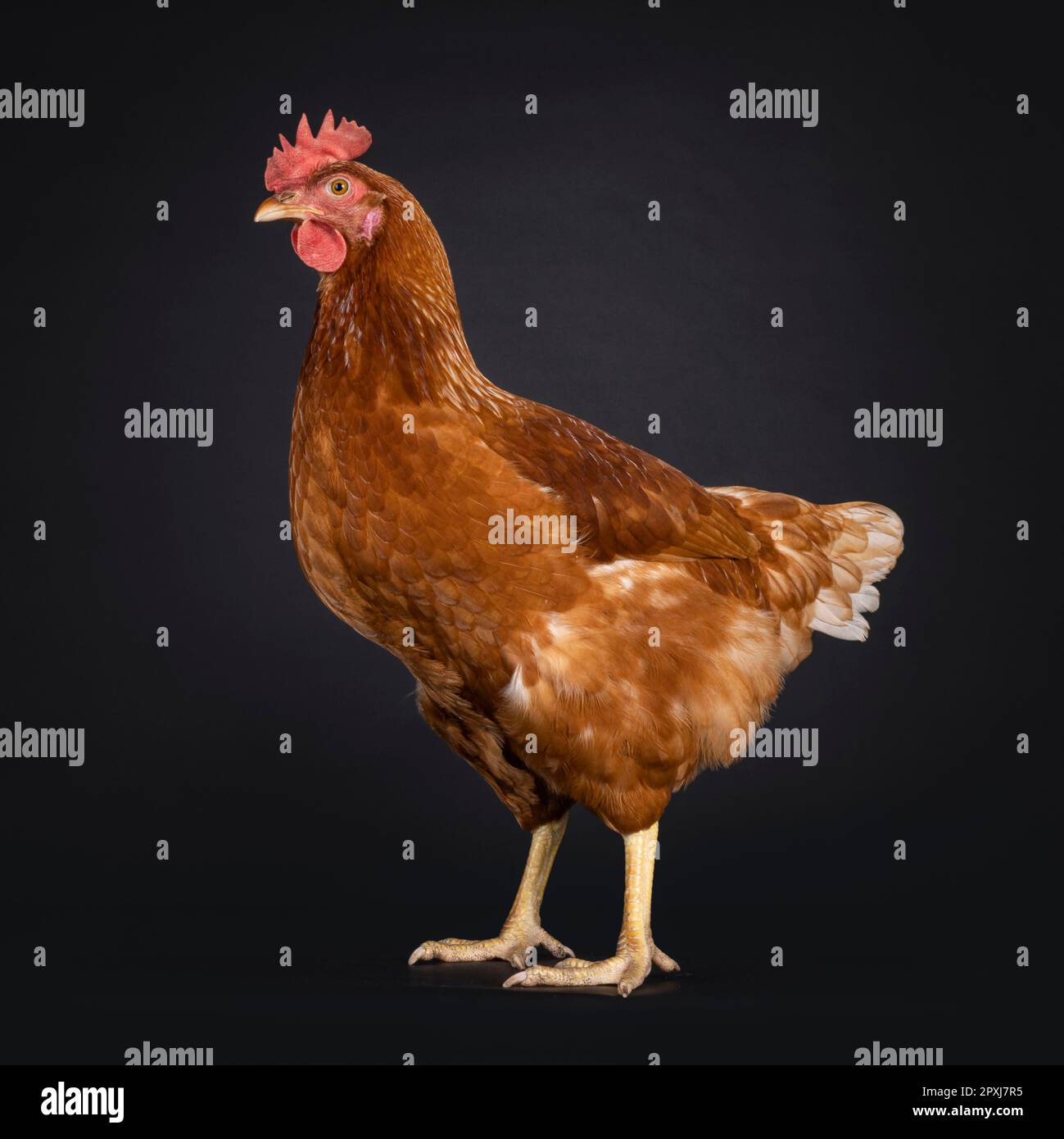 Brown hen aka female chicken, standing side ways. Looking side ways