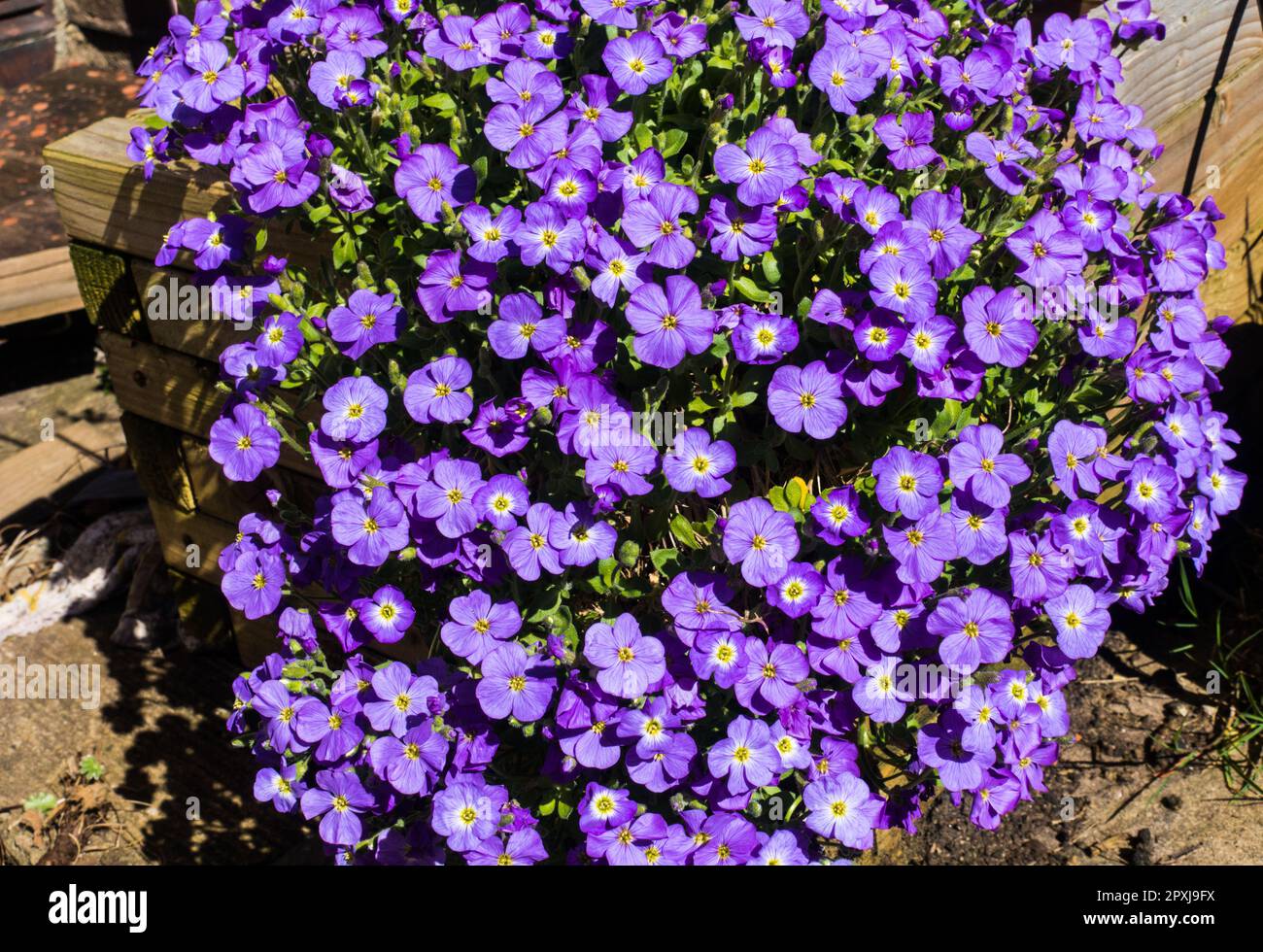 Aubrieta flower. Stock Photo