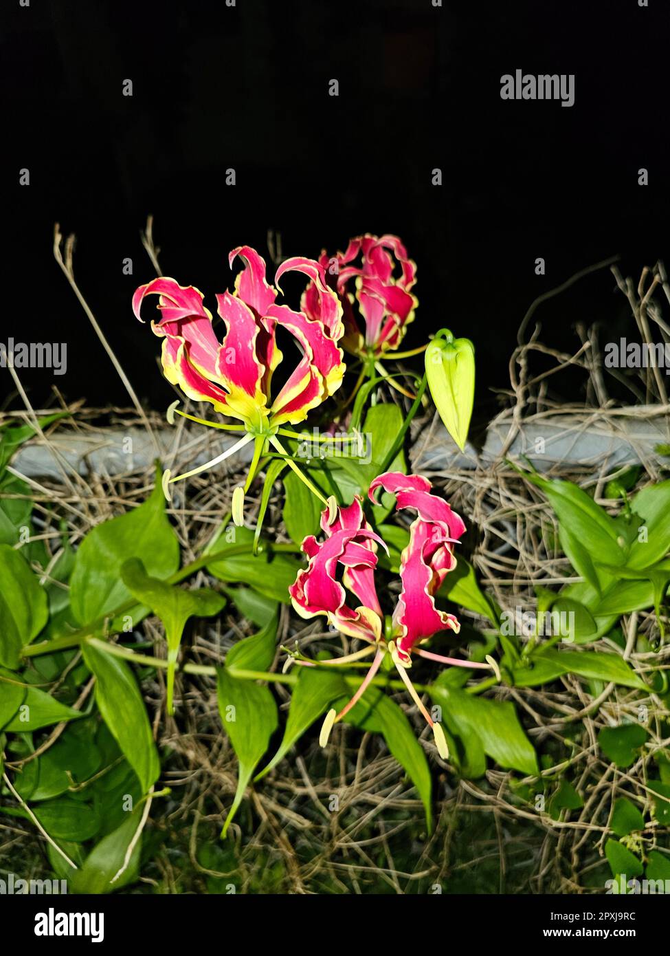 Agnishikha hi-res stock photography and images - Alamy