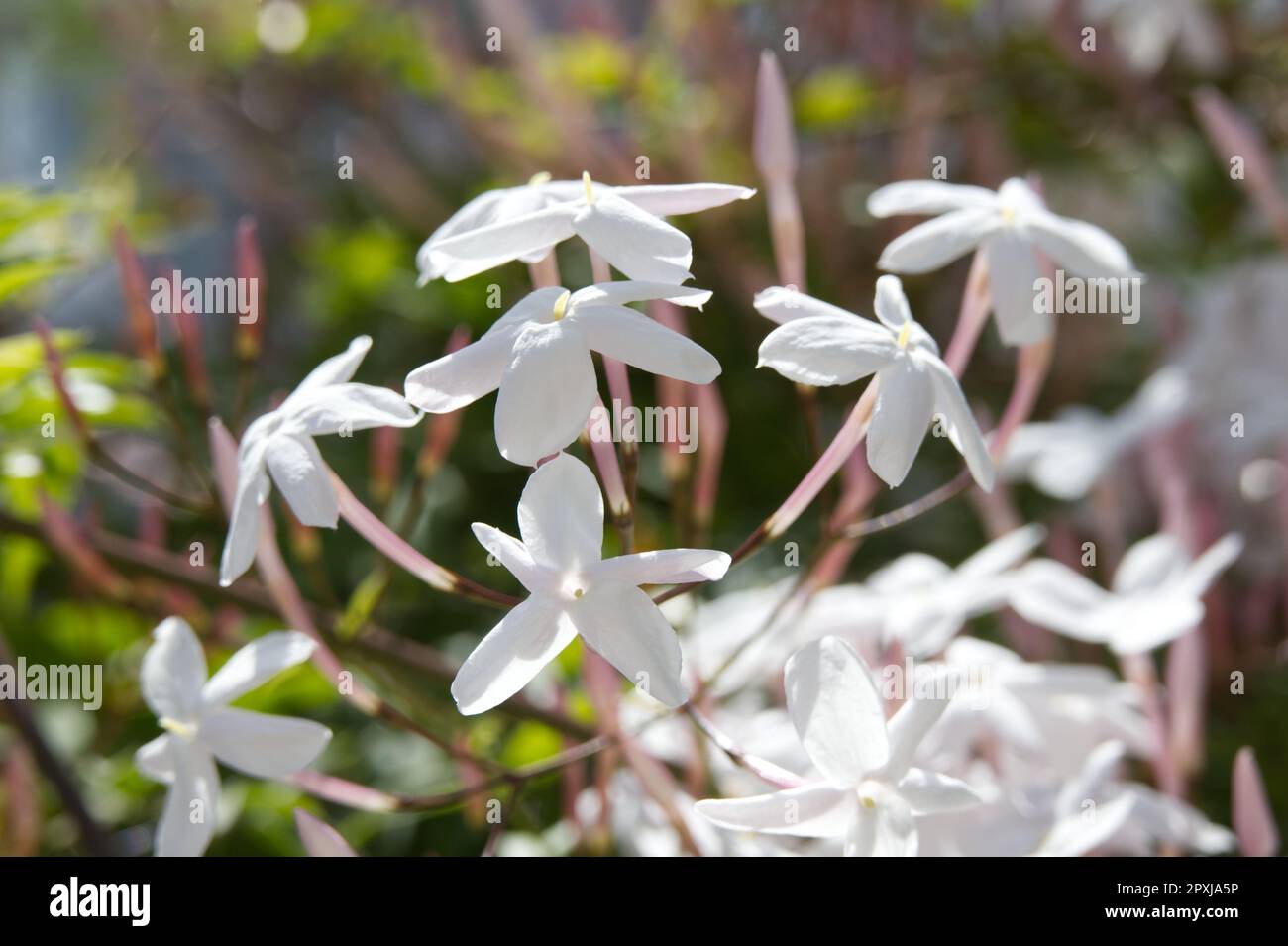 Fragrant white flowers of Jasminum polyanthum, Chinese scented jasmine, in UK glasshouse April