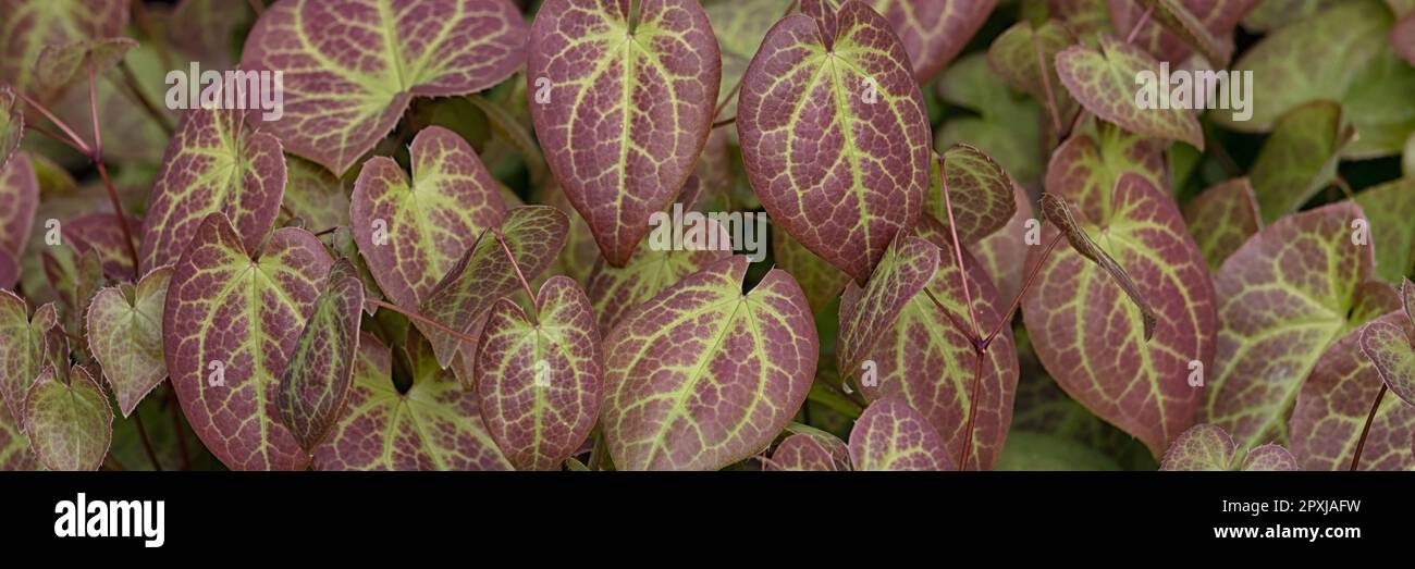 Closeup of colourful leaves of Epimedium × versicolor 'Sulphureum' in a garden in Spring Stock Photo