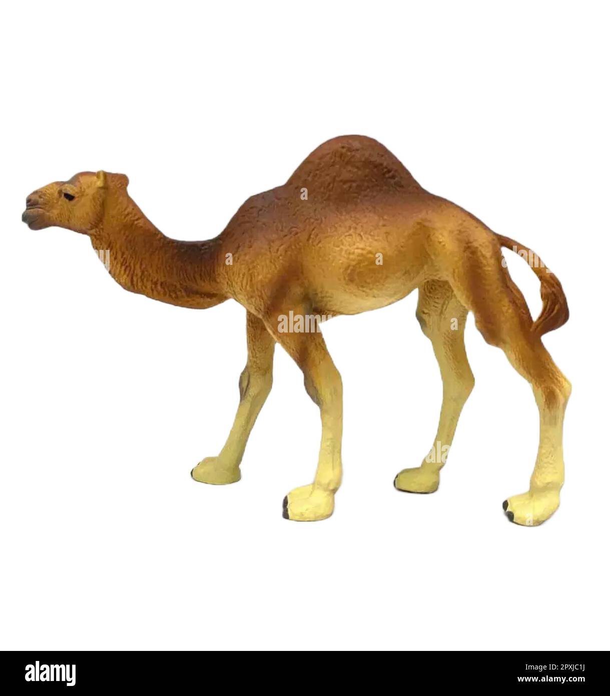 Camel Stock Vector