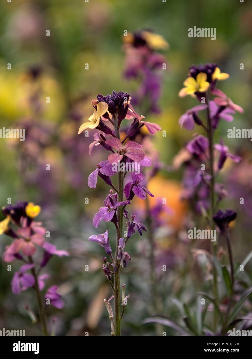 Closeup of multi-coloured flowers of perennial Wallflower, Erysimum 'Paint Box', in a garden Spring Stock Photo