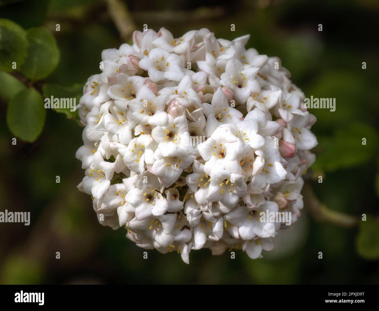 Closeup of flower head of  Viburnum × carlcephalum in a garden in Spring Stock Photo