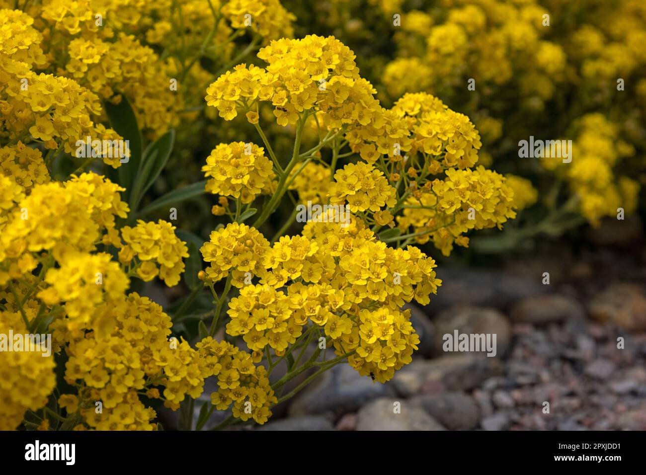 Closeup of flowers of Aurinia saxatilis 'Goldkugel' in a garden in Spring Stock Photo